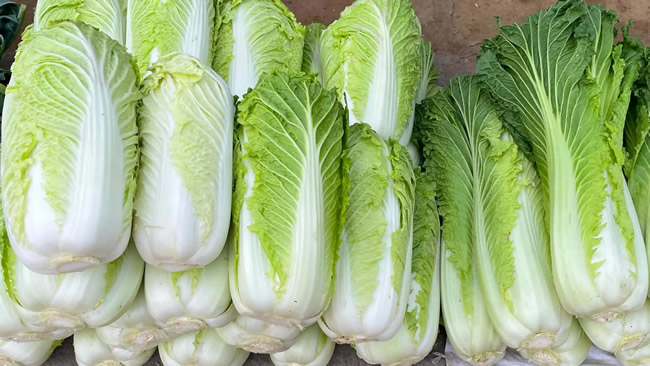 白菜冷库能储存多久？白菜冷库保鲜1-4个月技术